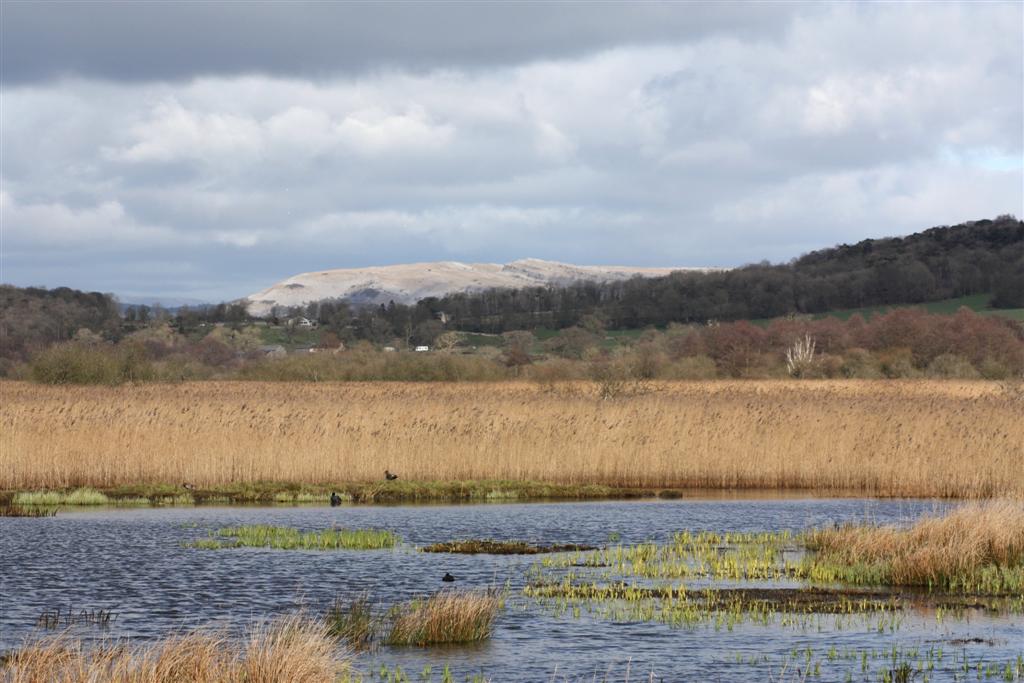 Leighton Moss, Lancashire; first day of spring