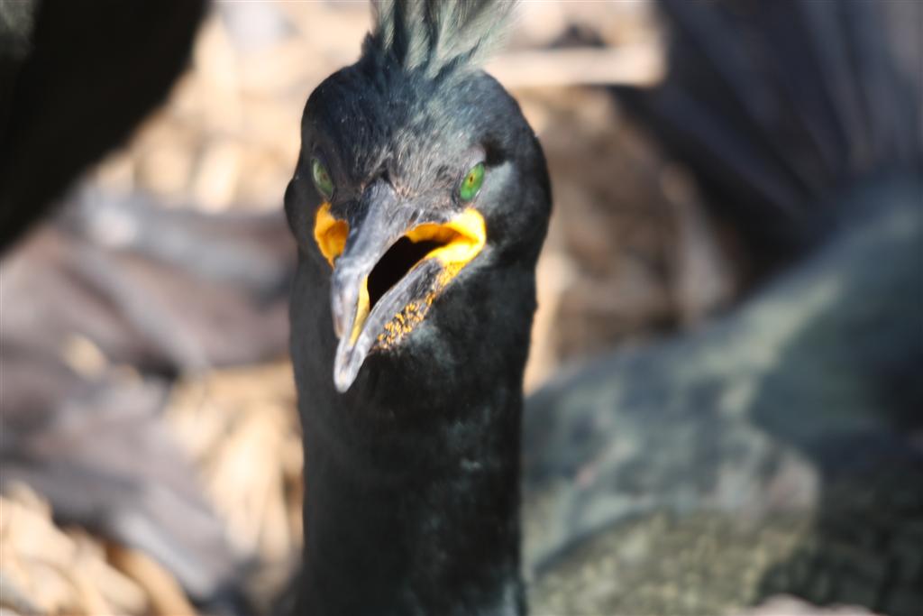 The Curious Intimacy of the Shag