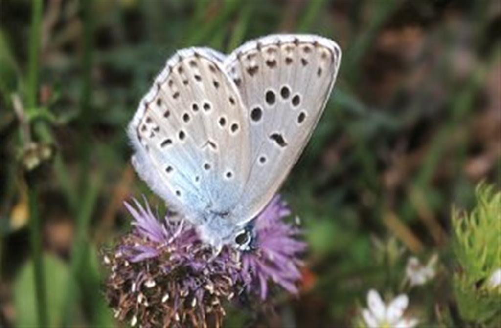 A curious tale of butterflies, ants, wasps and the passage of thyme