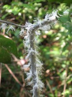 Jungle Bugs