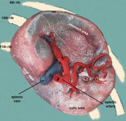 the ‘umble spleen.